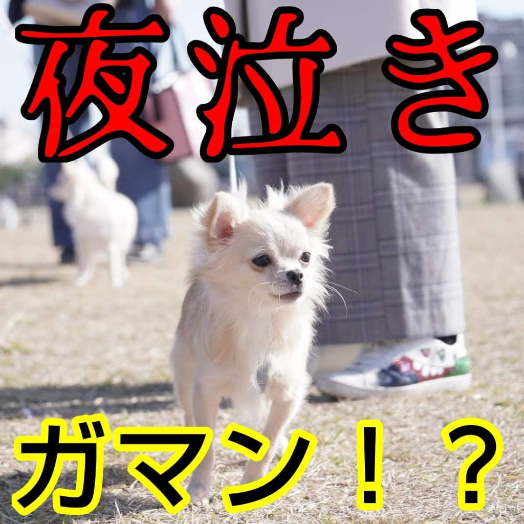 今日からできる子犬の夜泣き解決法 神戸市で子犬のしつけをKDSメソッドで成功へ導きます
