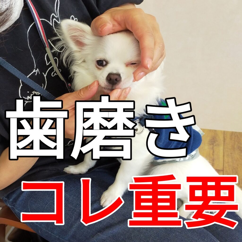 子犬の歯周病予防に〇〇をコントロール 神戸市で子犬のしつけをKDSメソッドで成功へ導きます