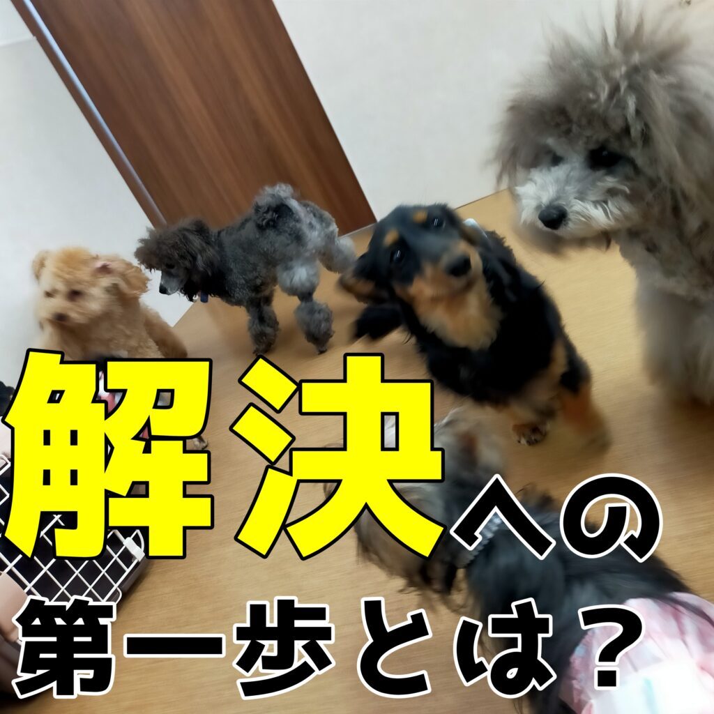 【子犬 あまがみ】生後6ヶ月になおすための第一歩とは？ 神戸市で子犬のしつけをKDSメソッドで成功へ導きます