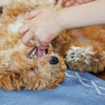 子犬の噛み癖に一番NGなしつけ方