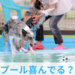 愛犬がプールを楽しんでいるかどうかの判断方法