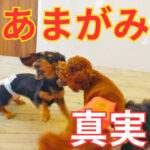 あまがみは愛情のサイン？子犬と遊びの関係