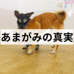 主従関係？それとも遊びたいだけ？子犬のあまがみの真実