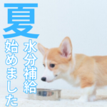 暑い季節の給水対策：愛犬に最適な飲み方とは？