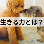 可愛がるだけじゃない！わんちゃんに必要な「生きる力」とは？