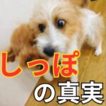 「しっぽを振る」子犬の心理とは？喜んでいるとは限らない理由