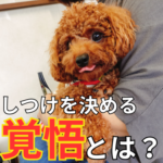 子犬のしつけに必要なのは“方法”ではなく“覚悟”だった！