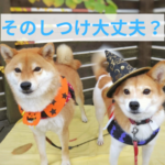 仮装としつけの意外な関係？飼い主とわんちゃんの心躍るハロウィンイベント