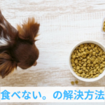 ごはんをしっかり食べない子犬への3つの解決策