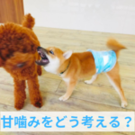 子犬との生活で避けられない甘噛み問題にどう向き合うか