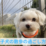 子犬との散歩で大切にしたい自由な時間の過ごし方