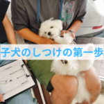 「子犬のしつけは飼い主さん次第」cocoico流成長の秘訣