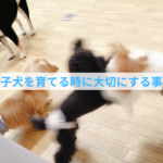 遊び盛りの子犬と暮らす飼い主さん必見！充実した日々の作り方