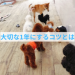 子犬の成長と経営のシミュレーションに共通する習慣化の力