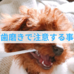 子犬の歯磨きで失敗しやすい2つの落とし穴とは？