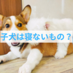 子犬の夜が静かに眠れる秘訣