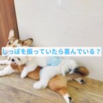 「しっぽ＝喜び」は間違い？子犬の感情サインを理解するために