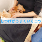 子犬のしつけがうまくいく人の心構え