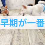 他のわんちゃんと遊ばせたい！子犬に最適な環境の作り方