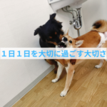 1日1日が未来をつくる子犬のしつけの重要性