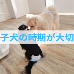 子犬の成長のチャンスを逃さないためにできること