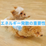 甘噛みやいたずらを防ぐ！冬でも元気な子犬のしつけ術