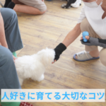 子犬との初めてのお正月：楽しいコミュニケーション術