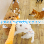 子犬のエネルギーを活かすポジティブしつけ術！