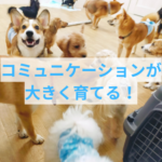 子犬の価値観を育む！驚きのコミュニケーション秘訣