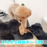 子犬のいたずら対策必勝法