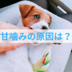 子犬の甘噛みの本当の理由！エネルギー発散と興奮のメカニズムを解説