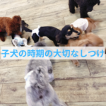 愛犬とのお出かけで困らない！子犬期に身につけたいマナーとしつけ