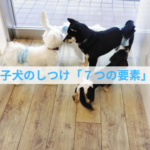 子犬のしつけで後悔しない！7つの最重要ポイント