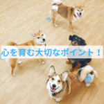 子犬のストレス解消法：今日からできる！お散歩、遊び、経験