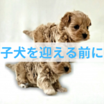 子犬を迎える前に知っておきたい大切なこととは？