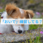 防災訓練で愛犬も安心！「おいで」の重要性