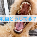 子犬の乳歯が抜けない原因は？歯並びを整えるために飼い主さんができること
