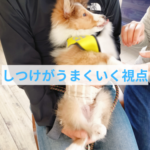 【しつけ成功の秘訣】子犬を変えるのではなく“飼い主さんが変わる”という視点