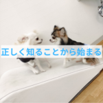 わんちゃんの医療費が減る⁉子犬期からの信頼関係づくりがカギ