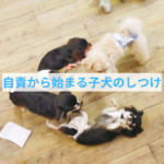 子犬の行動に悩むあなたへ｜飼い主さんができる本当に大切な考え方