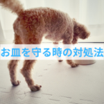 食器を取ろうとすると怒るわんちゃんへの正しい接し方【叱るのは逆効果です】