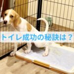 子犬のトイレ失敗を防ぐコツは環境にあった！成功率を高める2つの工夫