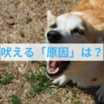 わんちゃんが吠えるのは“ムダ”じゃない｜その理由とごほうびの関係とは？