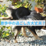 わんちゃんの散歩でトラブルにならないために 飼い主さんが今すぐできるマナー対策とは