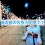 夏の夜散歩で気をつけたい愛犬の命を守る“見える化”アイテムとは