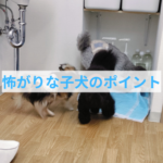 怖がりな子犬こそ、早く正しくしつけを始めるための3つのポイント