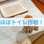子犬のトイレトレーニングは環境が9割！トイレシートの活用法を解説