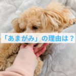 子犬の甘噛みは「理由探し」が９割｜噛む原因から考える正しいしつけとは？
