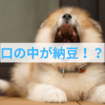 愛犬の口がねばつく原因は？歯磨きだけでは気づけない“見えないリスク”