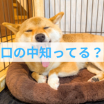 わんちゃんの口の中の菌は12時間で26万倍に？歯磨きの必要性をデータで解説